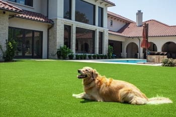 artificial turf pet turf rocknblocklandscape artificial-turf-pet-turf-rocknblocklandscape-LP.jpg